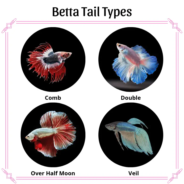 Four different betta tail types