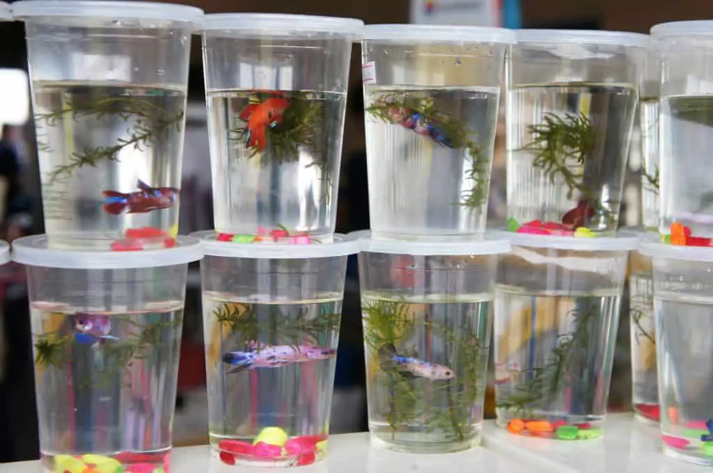 lots of bettas in small plastic cups