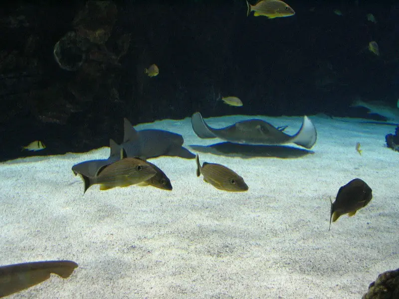 Fish swimming in aquarium at newport aquarium in Kentucky