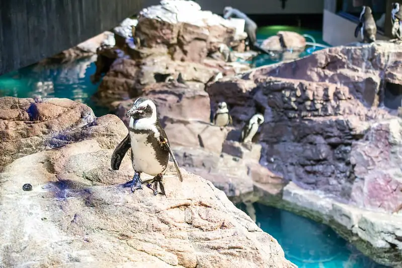 Penguin at the New England Aquarium