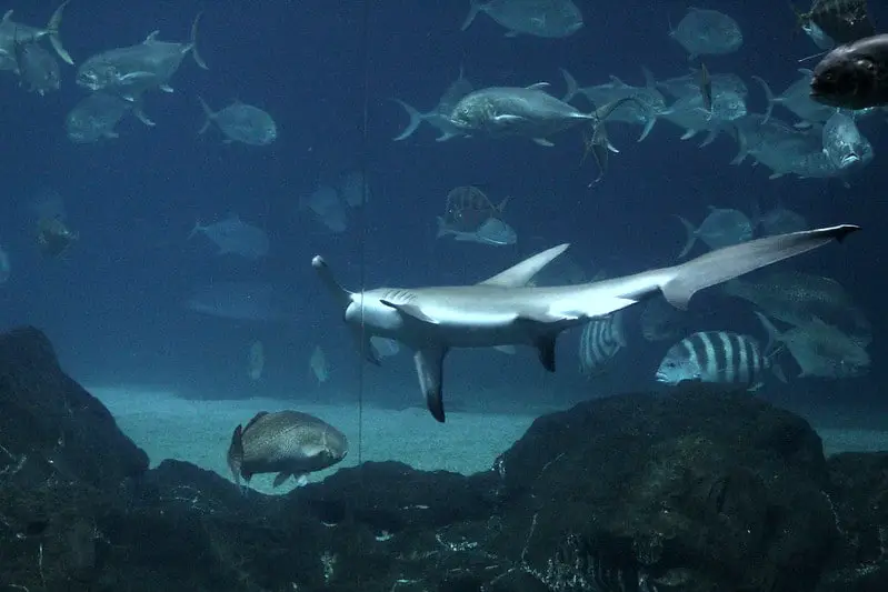 hammer head shark and fish swimming at aquarium at the New Jersey Adventure Aquarium