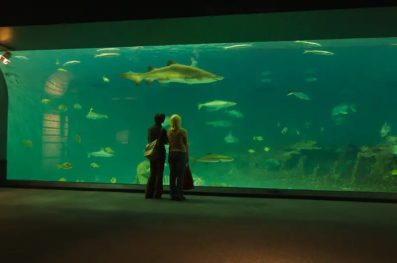 People standing in front of the aquarium with sharks and fishs