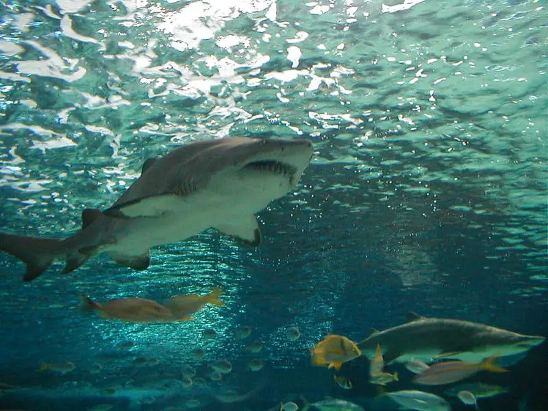 Sharks in a large aquarium at Ripleys in South Carolina