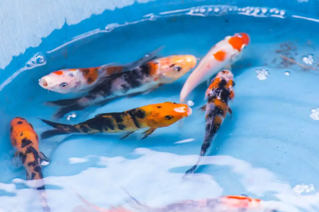 small koi in container