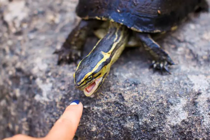small turtle on rock trying to bite a finger
