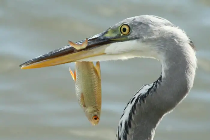 Grey heron with caught fish in beak