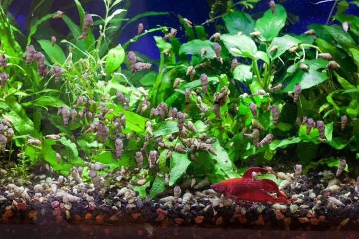 Aquarium snail infestation with red betta