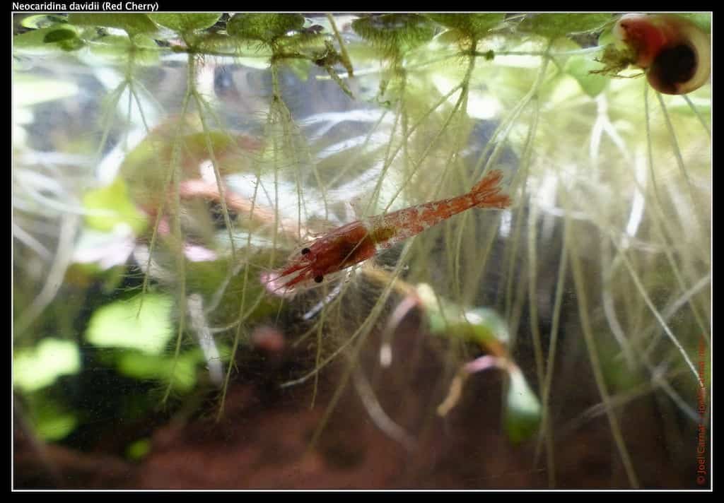 Cherry Shrimp Hiding in Floating Aquarium Plants