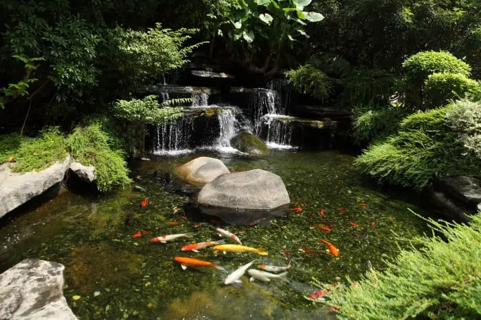 Koi Pond with koi fish, plants and waterfall