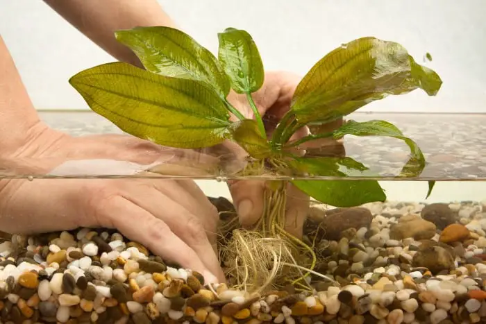 Planting a live aquarium plant in gravel