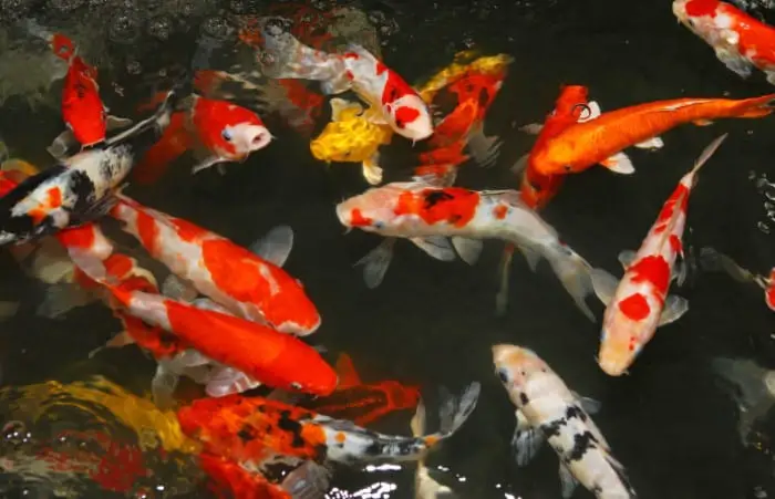 Colorful koi in pond with orange, red, white, black and yellow colors