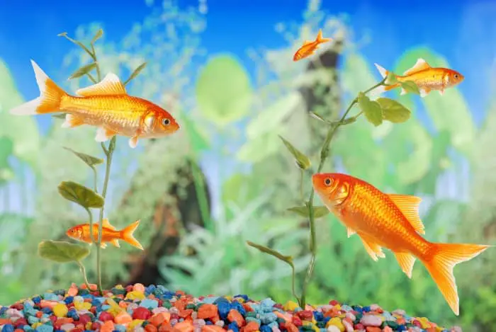goldfish swimming around in a fishtank