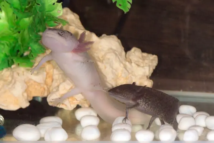 two axolotls together in a fish tank