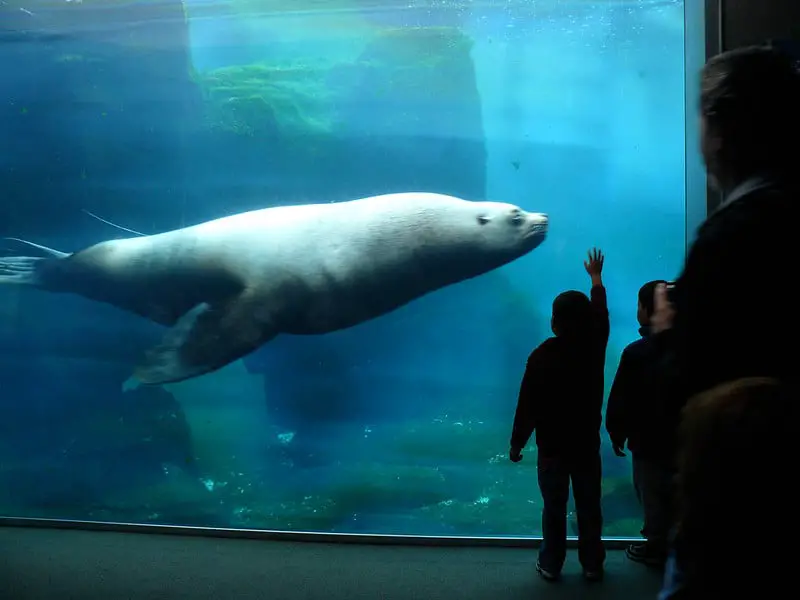 Seal swimming in aquarium at alaska sealife center