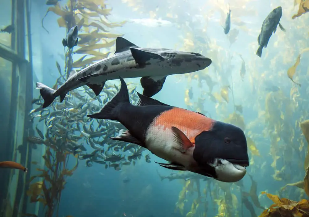 Fish Swimming in Monterey Bay Aquarium