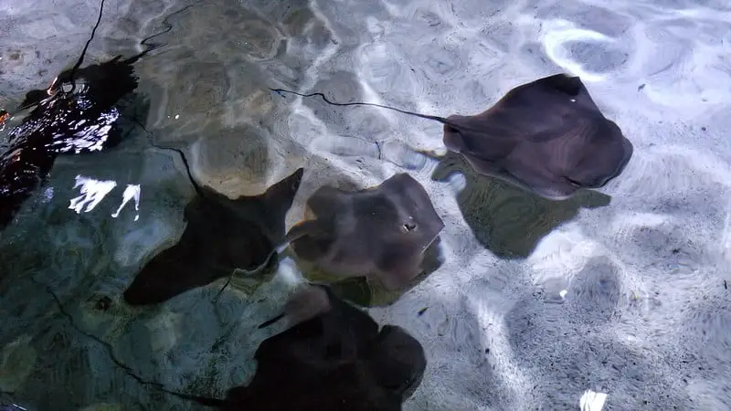 Rays and skates in a touch pool
