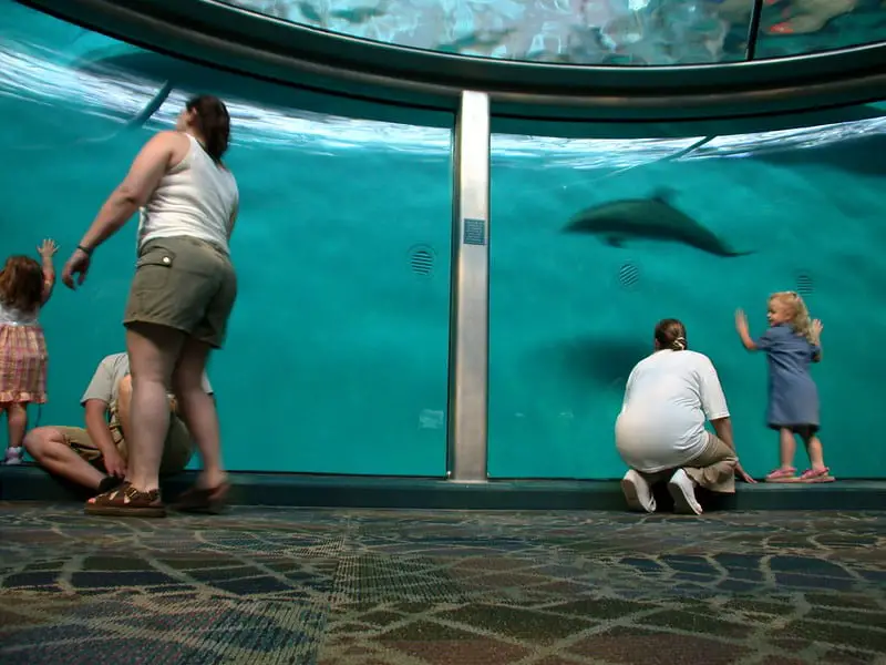 People viewing dolphins in an aqurium 