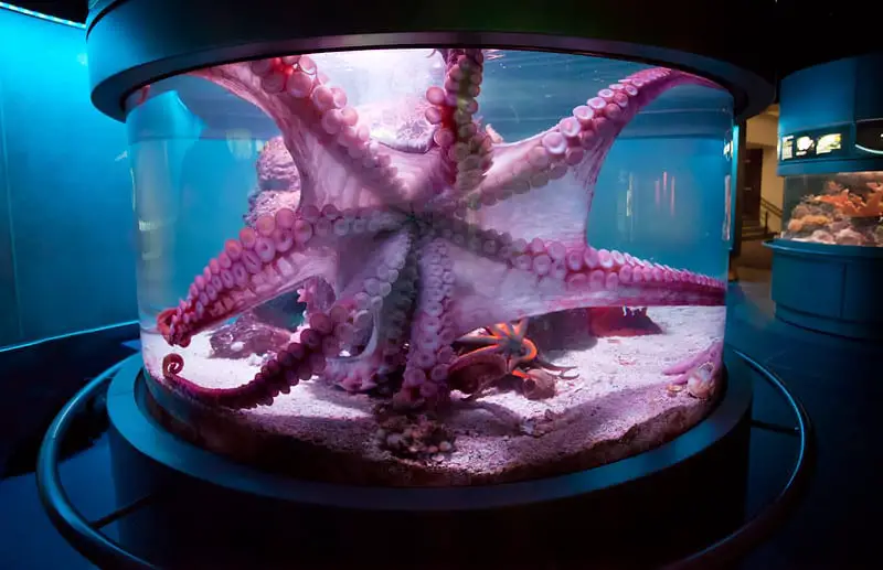 Giant Pacific Octopus in aquarium