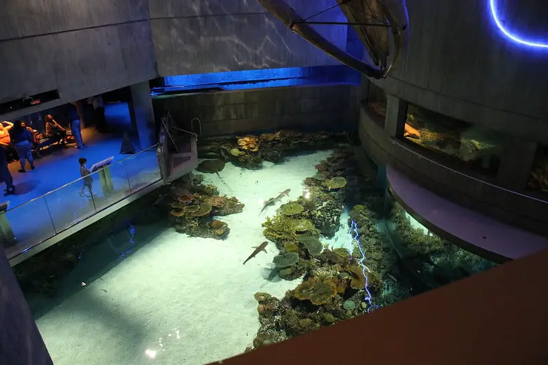 second story view of shark aquarium at the National Aquarium in Maryland