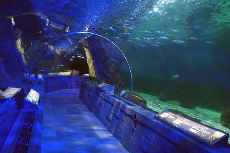 Aquarium tunnel at sea life in minnesota