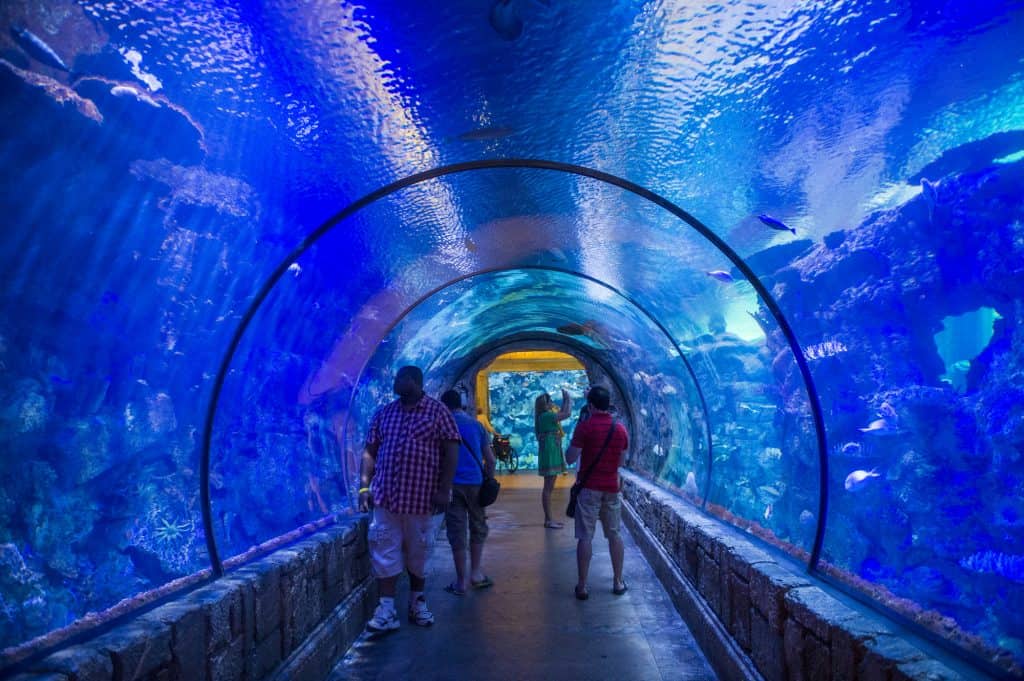 Shark tunnel at the shark reef aquarium in las vegas nevada