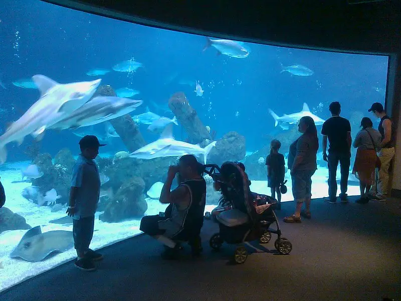 people standing in front of large tropical aquarium at the New Mexico BioPark