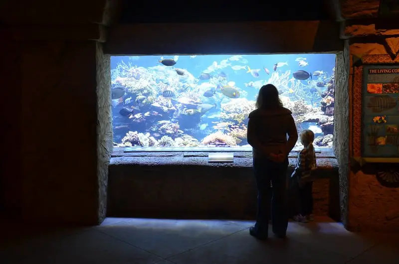 mother and child standing in front of tropical aquarium