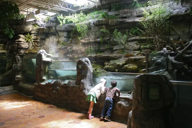 Two children looking into the ozark stream exhibit at the oklahoma aquarium