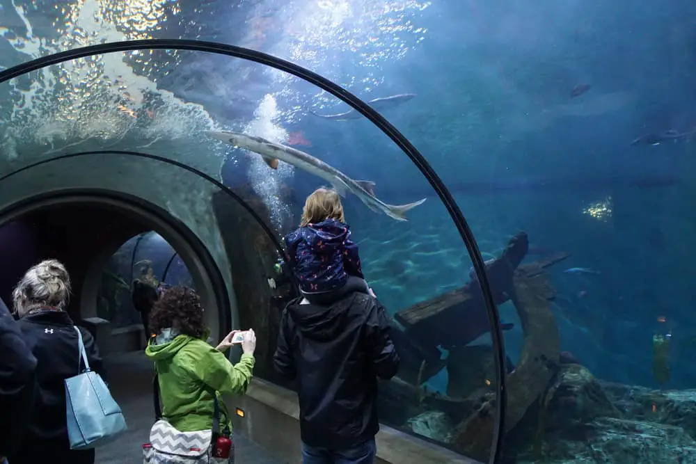 Tourists explore sealife underwater from a glass tunnel,  Newport, Oregon