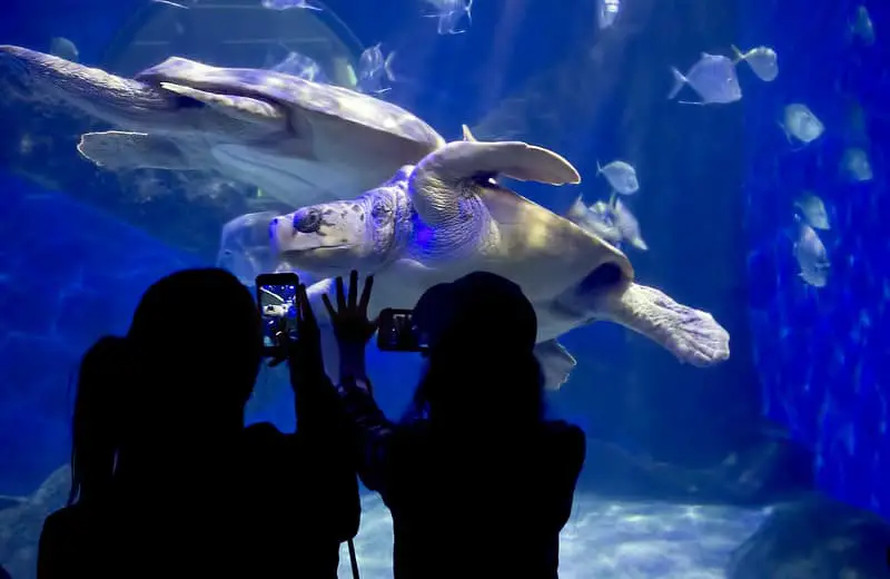 prople photographing giant sea turtles in aqurium