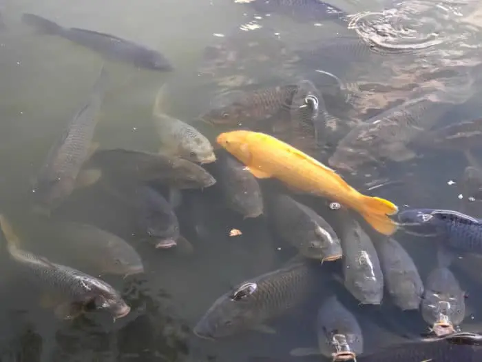 a golden koi fish swimming with many other brown koi