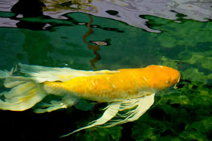 Long finned golden butterfly koi carp in pond