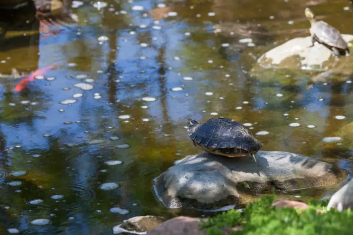 two turtles basking on rocks in a koi pond
