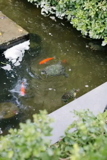 two turtles swimming with koi in a small backyard pond