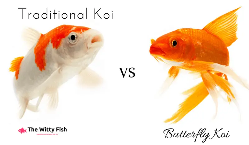 Photo showing a regular koi vs a butterfly koi next to each other