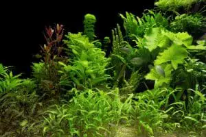 Low Light Aquarium Plants in Fish Tank