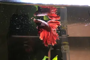 Red Betta Fish Eating Pellets