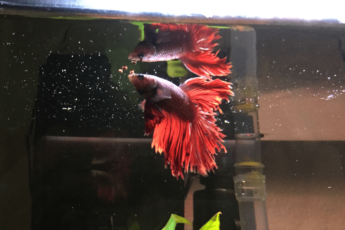 How Often Should I Feed My Betta? The Witty Fish
