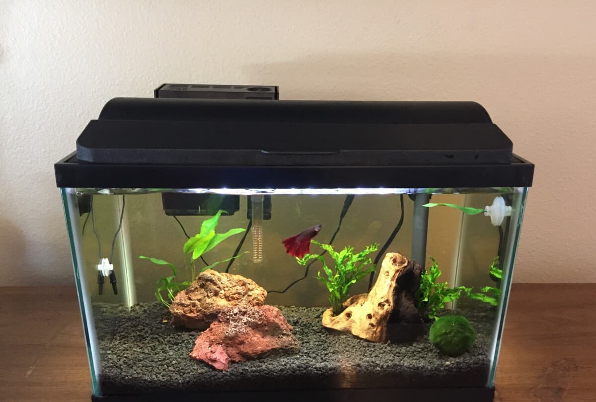 What Are The Best Plants For Betta Fish? 7 Easy Options