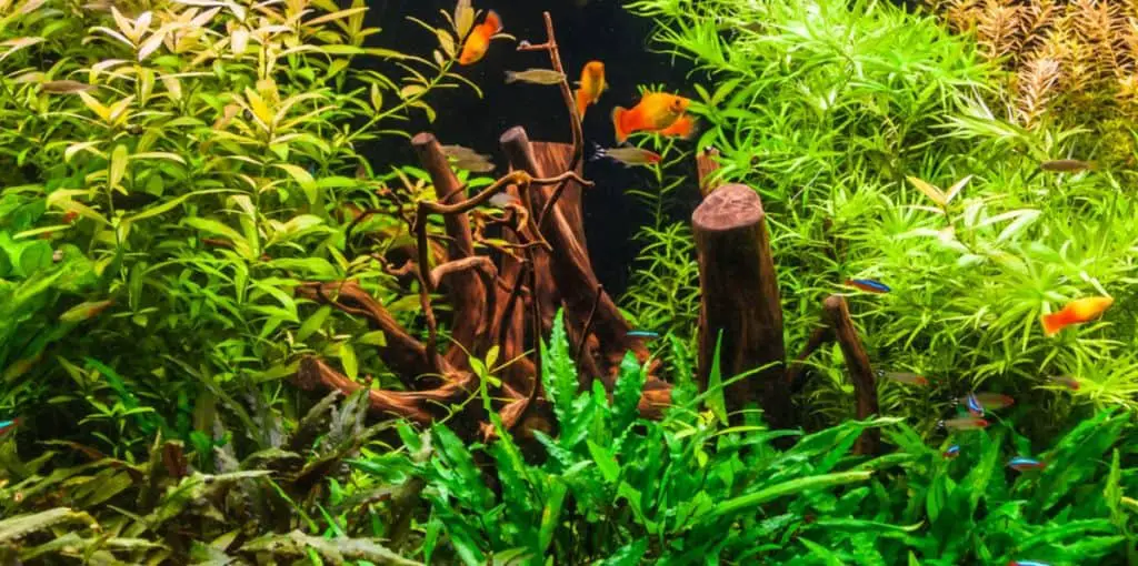 fast growing plants in aquarium