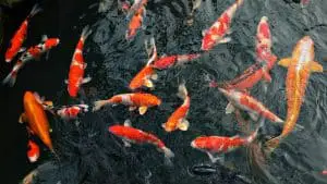 male and female koi fish in pond