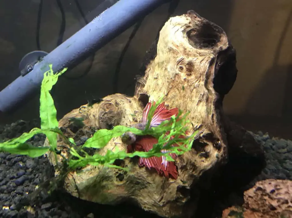 Betta fish laying down against driftwood