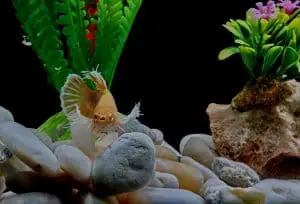 betta fish in an aquarium with plants and pebbles