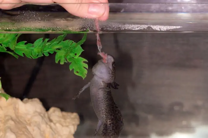 hand feeding live food to an axolotl
