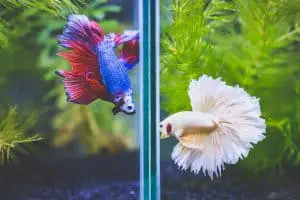 two betta fish separated in tank by divider