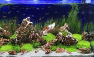 large fish tank with fish and plants