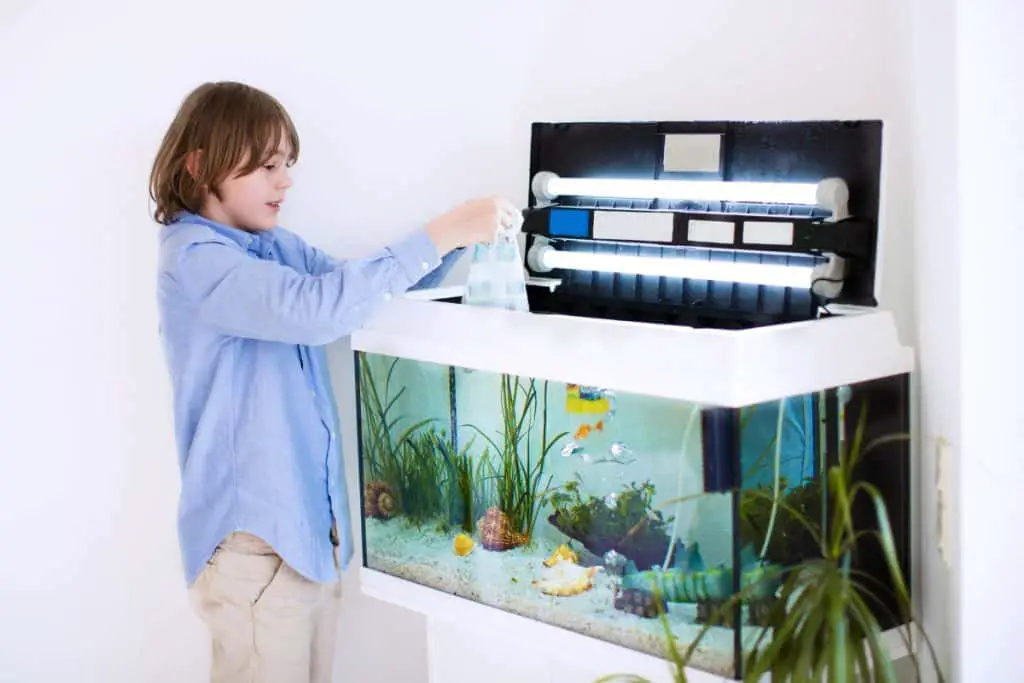 Child Looking into aquarium with hob filter and lights