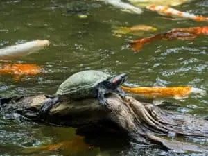 Turtle basking on a log in a koi pond