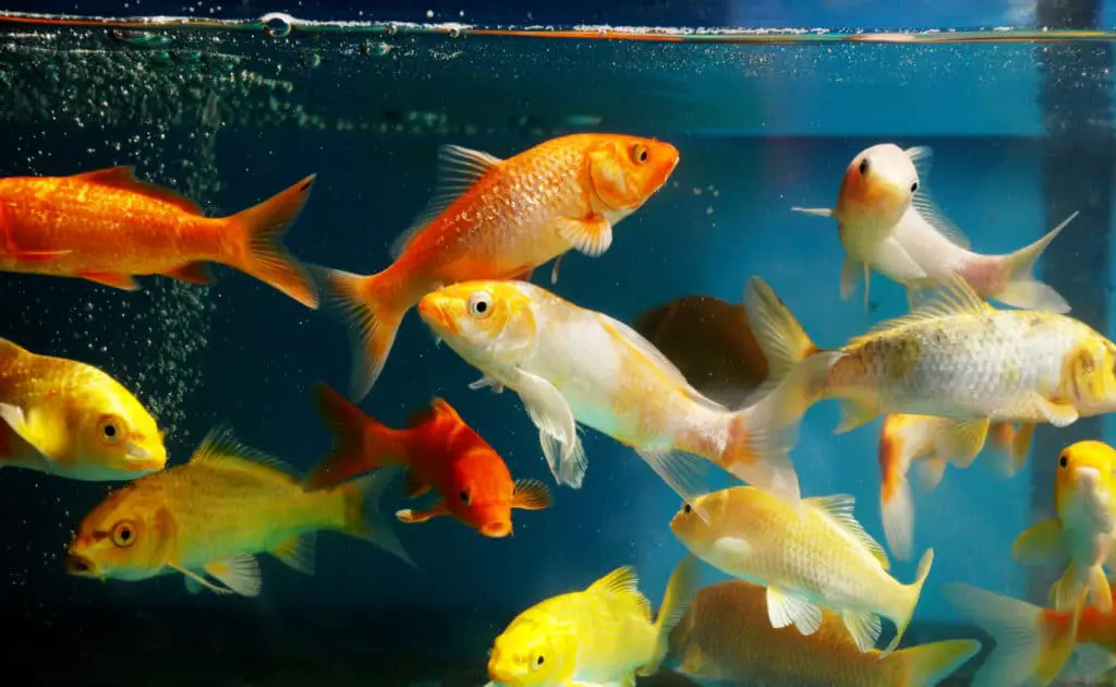 Many young colorful koi in a fish tank