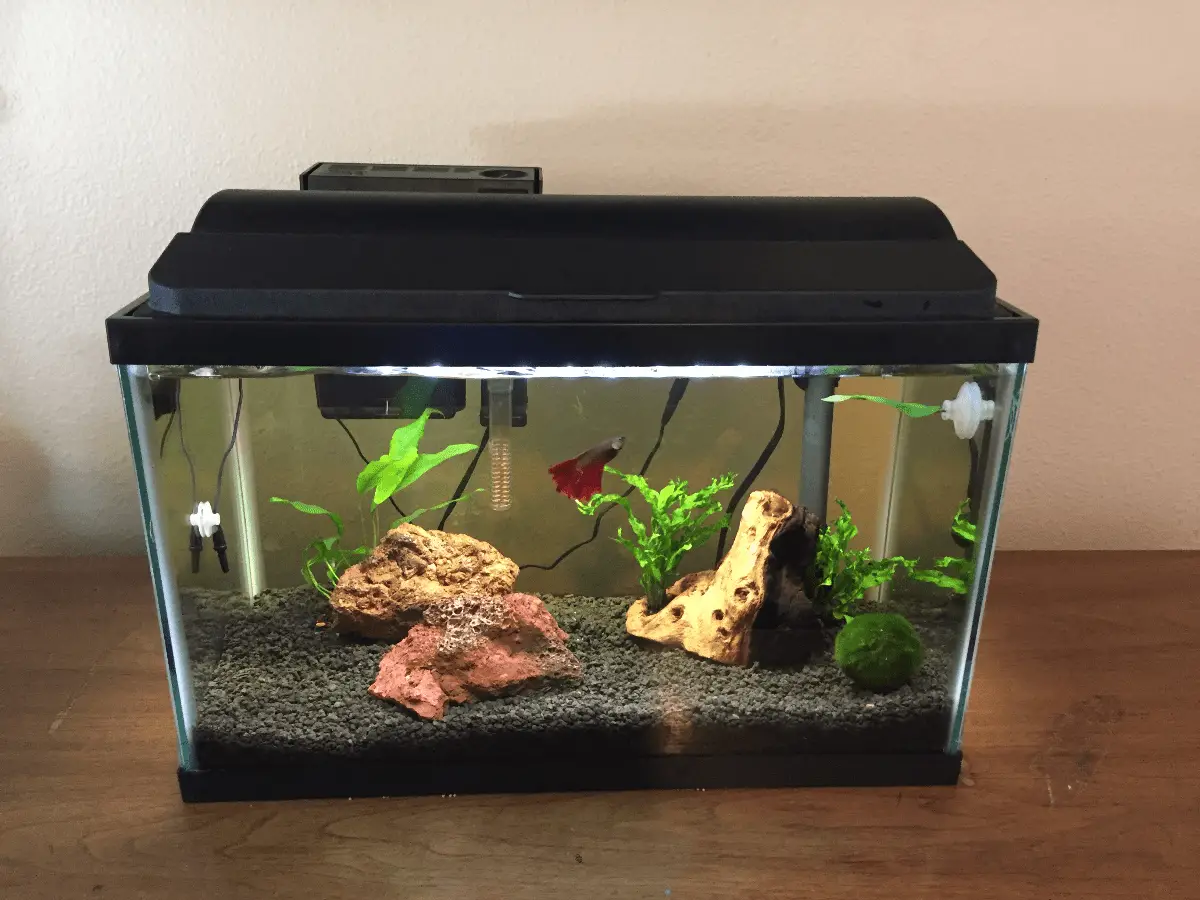 What's The Best 10 Gallon Fish Tank In 2019?